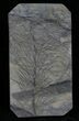 Pennsylvanian Horsetail (Asterophyllites) Fossil - France #31959-1